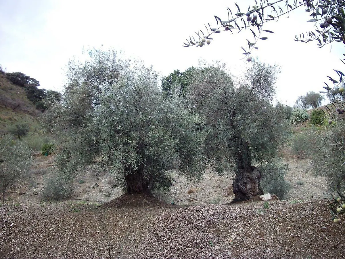 Casa Los Eucaliptos Bed & Breakfast Comares